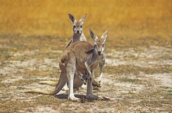 Red Kangaroo (macropus rufus), Female with Joey in Pouch, Australia, Oceania