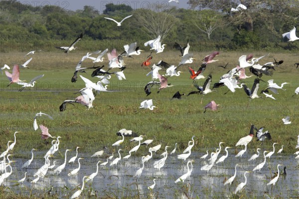 Great egret (casmerodius albus), group in swamp with Scarlet Ibis, Red-billed Whistling Duck,