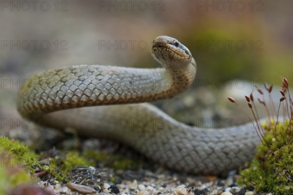 Smooth snake (Coronella austriaca) Rhineland-Palatinate, Germany, Europe