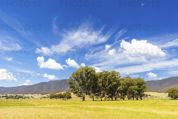 Landscape during summer around the Kiewa River at Keegans Bridge and Streamside Reserve in the