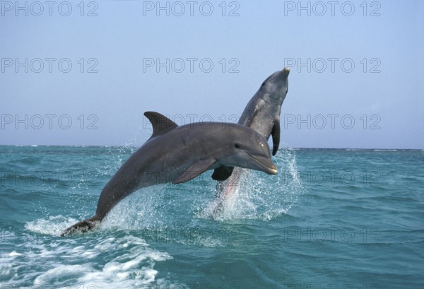 BOTTLENOSE DOLPHIN (tursiops truncatus), ADULTS LEAPING, HONDURAS