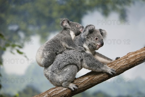 Koala (phascolarctos cinereus), Female carrying Young on its Back