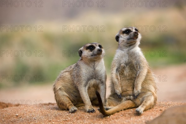 MEERKAT (suricata suricatta), ADULT SITTING ON SAND, NAMIBIA