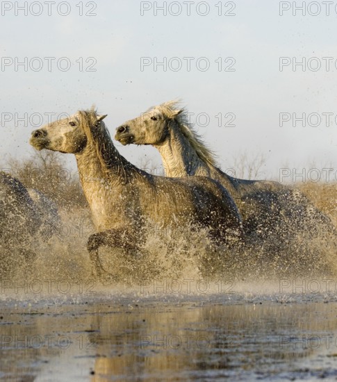 CAMARGUE HORSE, PAIR GALLOPING THROUGH SWAMP, SAINTES MARIE DE LA MER IN THE SOUTH OF FRANCE