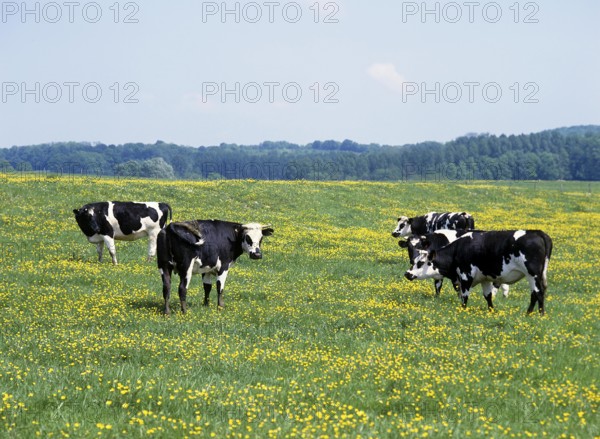 CATTLE HERD STANDING IN MEADOW