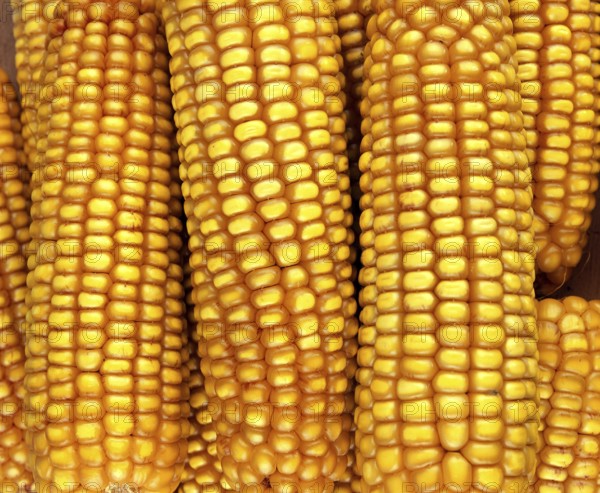 Corn (zea mays) Cob