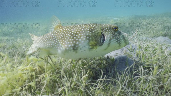 Broadbarred Toadfish or White-spotted puffer (Arothron hispidus) swims over seagrass bed among
