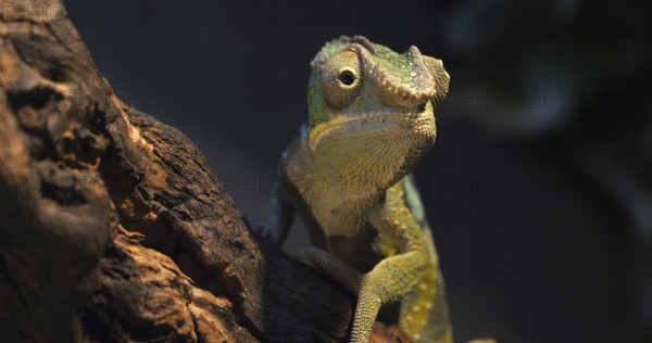 Panther Chameleon (furcifer pardalis), Adult standing on Branch, Madagascar, Africa