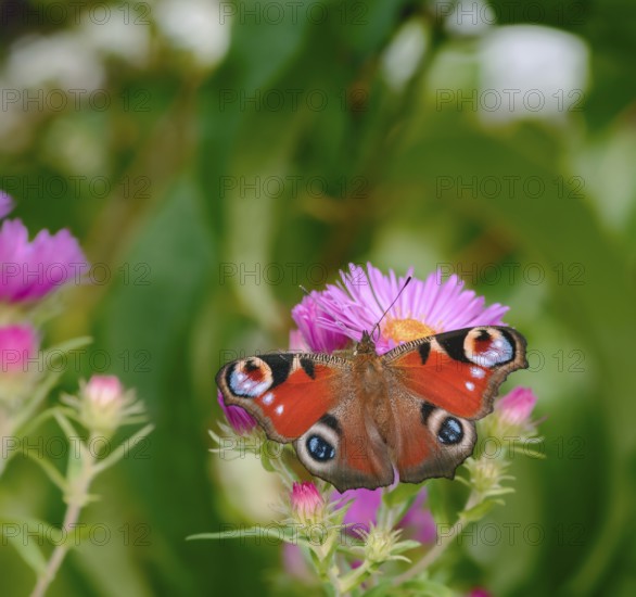 Macro of a pinted lady butterfly on a pink aster flower