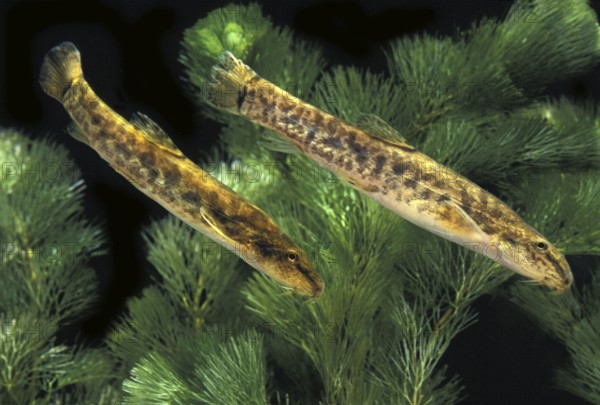 Spined Loach (cobitis taenia)