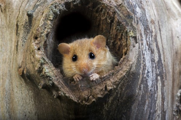 COMMON hazel dormouse (muscardinus avellanarius), adult AT THE NEST ENTRANCE, NORMANDY IN FRANCE