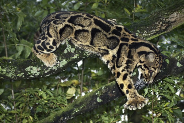 Clouded leopard (neofelis nebulosa), adult IN THE TREE