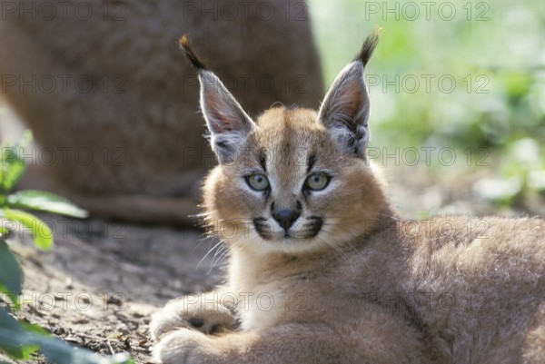 caracal (CARACAL caracal) PORTRAIT OF CUB