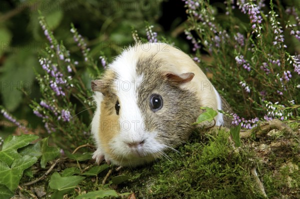Guinea Pig (cavia porcellus), Adult in Heaters
