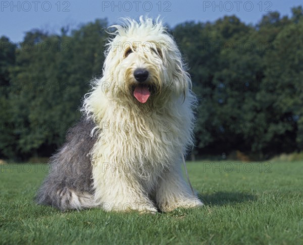 Bobtail dog or Old English Sheepdog on lawn
