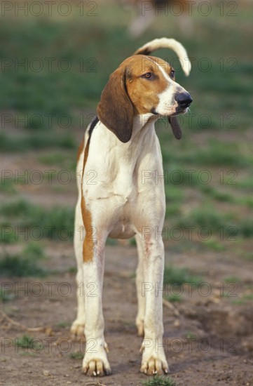 Large ANGLO-FRENCH TRIPLE DOG, ADULT