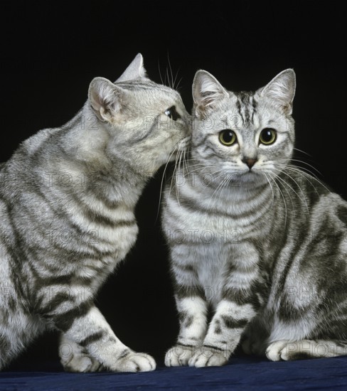 Silver tabby domestic cat against black background