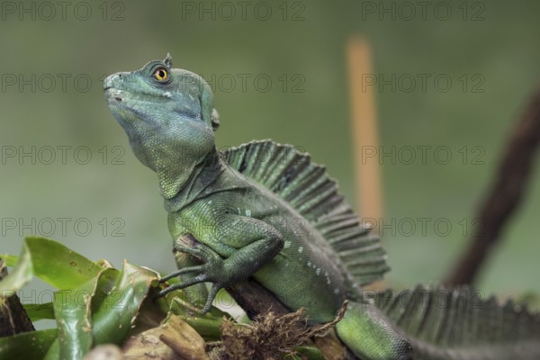 (Agama), america, animal, basiliscus, basiliscus plu, basilisk, beach, black, brown, casque,