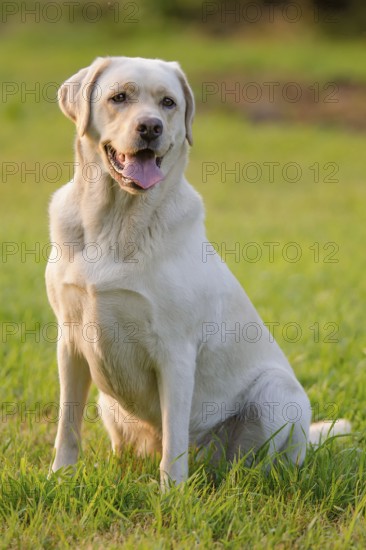 Labrador Retriever