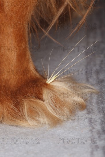Grass seed between toes, dog paw, cavalier king charles spaniel, ruby, gren, awns, paw
