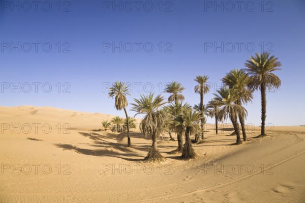 Date palms, Um el Ma oasis, Libyan desert, Sahara, Libya, Africa