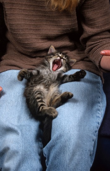 Norwegian Forest Cat, kitten, 6 weeks, on lap, tabby mackerel