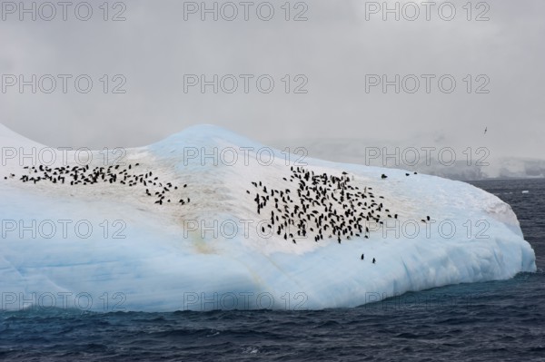 Chinstrap penguins (Pygoscelis antarctica) on Iceberg, South Orkney Islands, Chasing Penguin