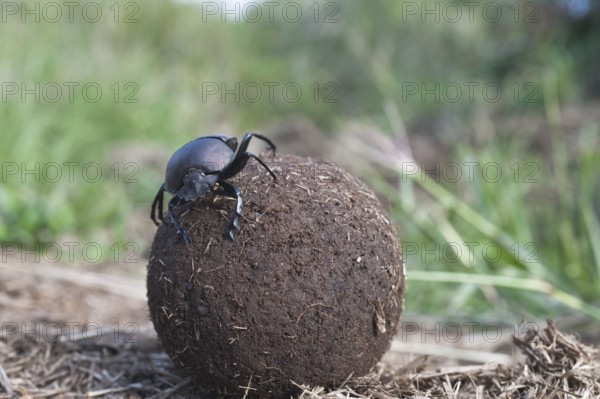 Dung Beetle, rolling ball of dung, Umfolozi-Hluhluwe National Park, South Africa (Scarabaeus)