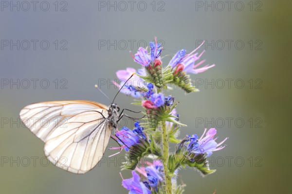 Black-veined White Butterfly (Aporia crataegi), Tyrolean Oberland, Tyrol, Austria, Europe