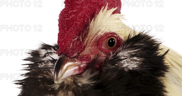 Faverolle Domestic Chicken, a French Breed, Portrait of Cock against White Background