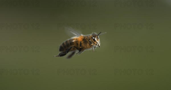 |European Honey Bee (apis mellifera), black Bee in Flight, Normandy