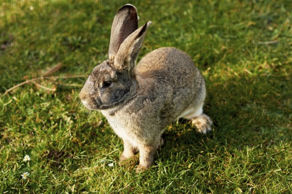 Happy easter bunny