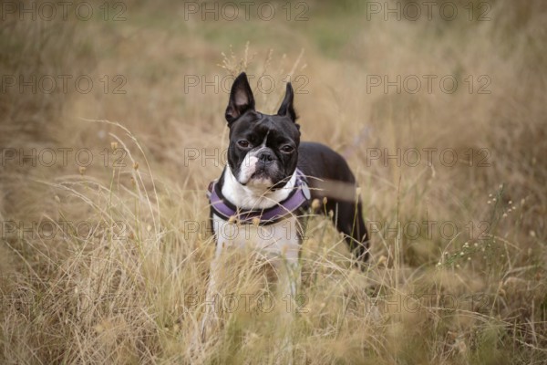 Walking with Boston Terrier in Autumn through brown grass