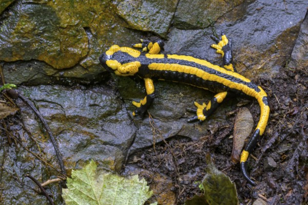 Fire salamander (Salamandra salamandra), Hesse, Germany, Europe