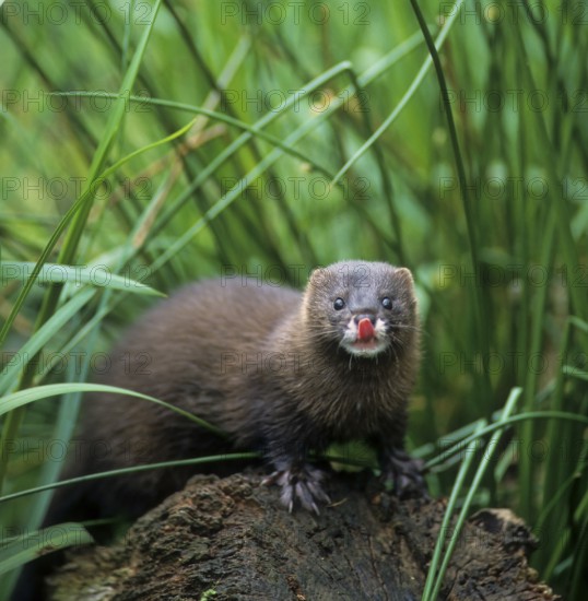 Mink, European mink (Mustela lutreola)