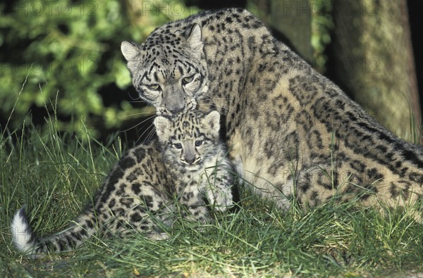 Snow Leopard (uncia uncia) or Ounce, Mother and Cub