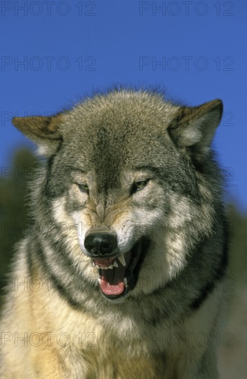 North American Grey Wolf (canis lupus occidentalis), Portrait of Adult Snarling, Canada, North