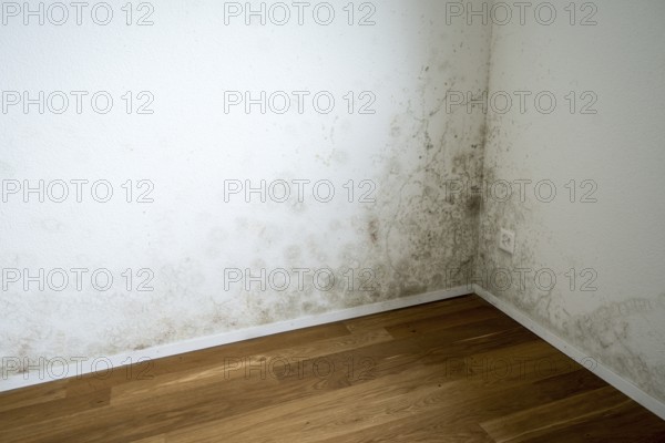 Wall with mould, empty flat