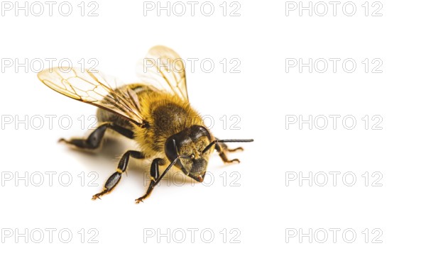Honey bee macro, isolated on white background. Bee concept. Copy space on right