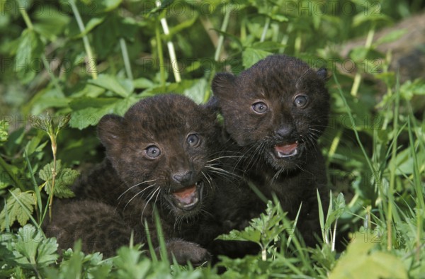 Black Panther (panthera pardus), Cub in Long Grass