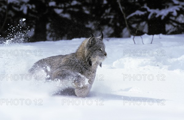 CANADIAN canada lynx (lynx canadensis), adult RUNS THROUGH THE SNOW, CANADA