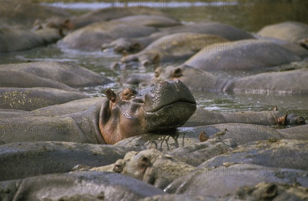 Hippopotamus (hippopotamus amphibius), Large Group at Virunga Park in Congo