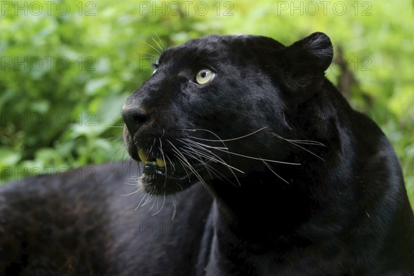 BLACK PANTHER (panthera pardus), PORTRAIT OF ADULT