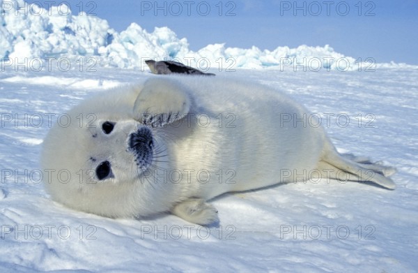 Harp seal (pagophilus groenlandicus), juvenile lying on ice floe, Magdalena Island, Canada, North