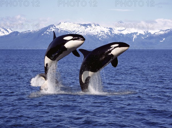 KILLER WHALE (orcinus orca), PAIR LEAPING, CANADA