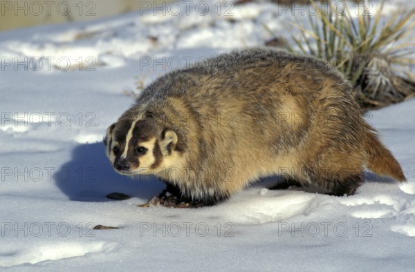AMERICAN BADGER (taxidea taxus), ADULT ON SNOW, CANADA