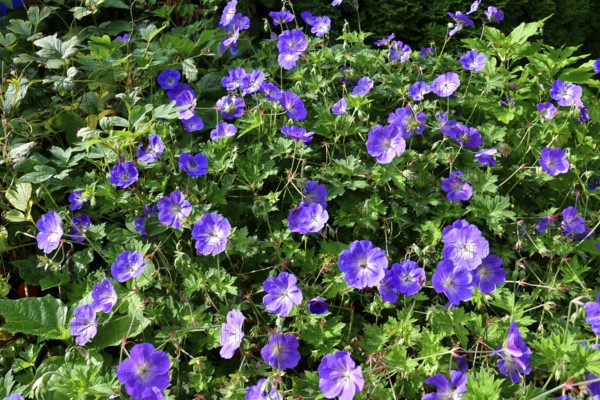 Cranesbill (Geranium), variety Rozanne, perennial, Germany, Europe