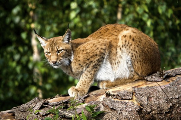 Siberian Lynx (lynx lynx wrangeli)