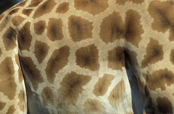 ROTHSCHILD'S GIRAFFE (giraffa camelopardalis rothschildi), CLOSE-UP OF SKIN, KENYA
