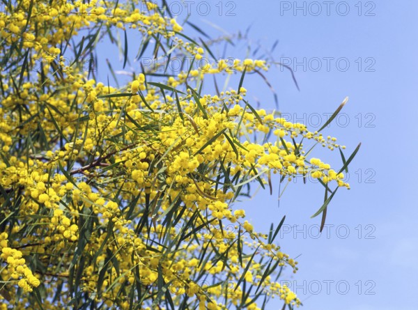Mimosa Tree, Var in French Riviera